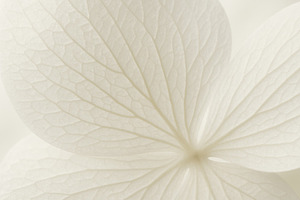 White hydrangea petal close-up showing delicate texture and eleg, a Photo by Dvoevnore photos