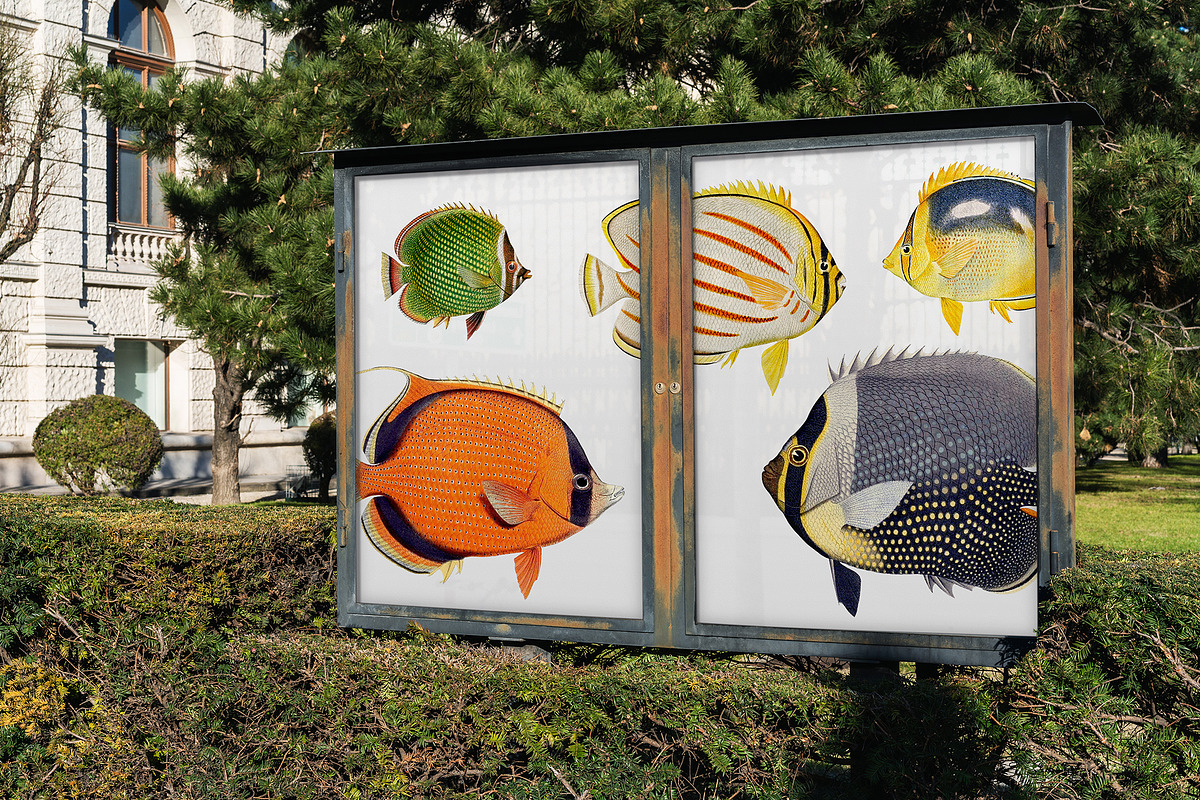Vintage tropical fish illustrations, an Animal Illustration by Natalka Dmitrova art (Photo 6 of 12)