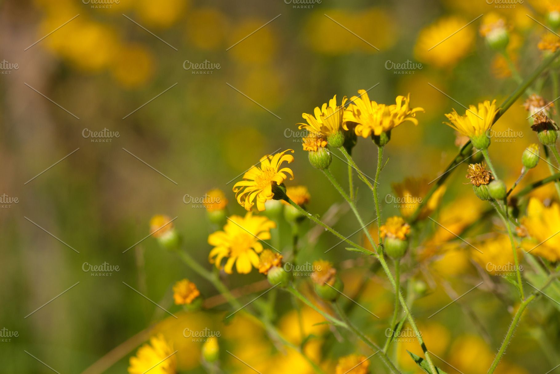 Yellow desert blooms 1 stock photograph, a Nature Photo by Jacq Design