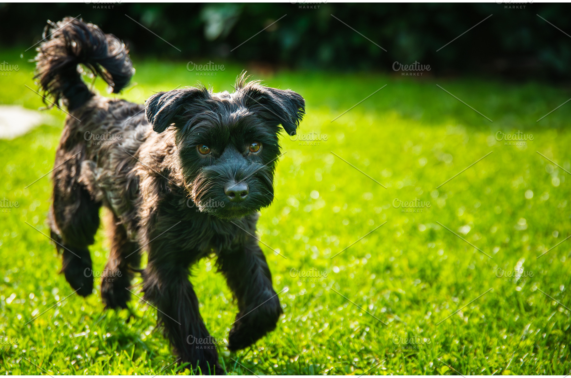 Close up of an Active Black, an Animal Photo by MadPhotos