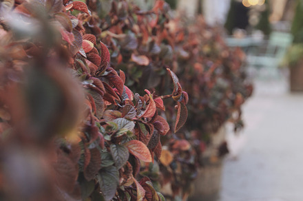 Beautiful plants as restaurant decor outdoor, blurred lights, an Architecture Photo by AtlasStudio