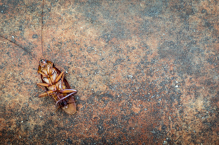 Dead cockroach containing above, animal, and background, an Animal Photo by Art_Photo