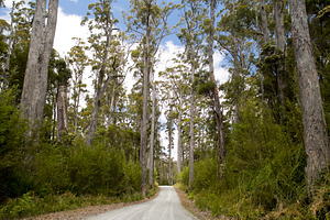 Remote Forest Gravel Road, a Nature Photo by THP Creative