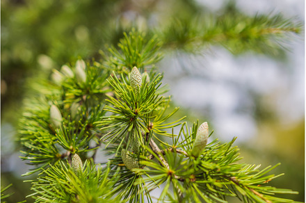 Close-up beautiful yellowish green, a Nature Photo by Elizaveta Galitskaya
