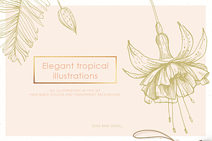 Tropical Illustrations & Patterns