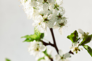 Branch of cherry blossom on white ba, a Nature Photo by Edalin's Store