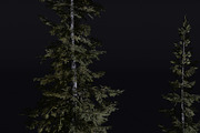 The Sabalpine Fir Tree, a Plants & Tree 3D Model by FuturePastCreatives (Thumbnail 2 of 6)