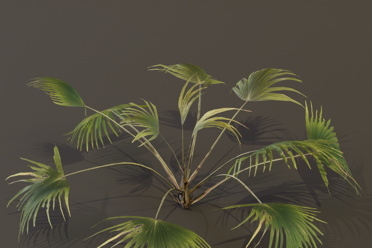 The Chinese Palm Bush, a Plants & Tree 3D Model by FuturePastCreatives (Photo 5 of 7)
