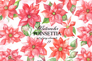Watercolor poinsettia clipart, an Illustration by OlDm_Shop (Thumbnail 1 of 10)