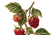 Beaded Raspberry Sprig PNG, an Object Graphic by The Edit (Thumbnail 1 of 3)