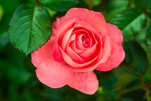 Beautiful red rose flower, closeup., a Nature Photo by AlexBush