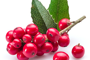 European Holly (Ilex) leaves and fruit on a white background., a Food & Drink Photo by Volff