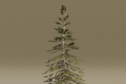 The Norway Spruce Tree, a Plants & Tree 3D Model by FuturePastCreatives (Thumbnail 3 of 7)
