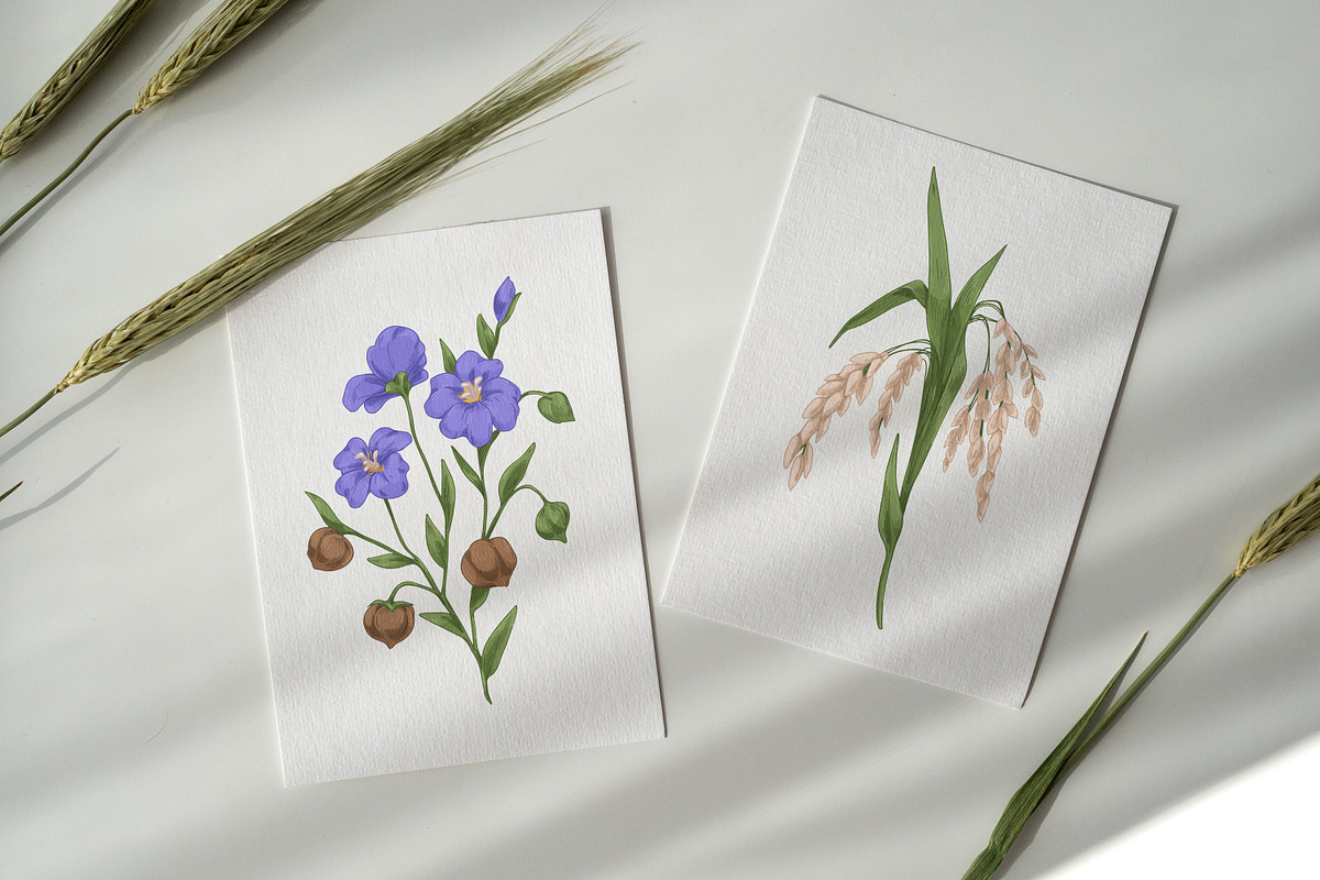 Cereal plants set + backgrounds, a Food Illustration by Good Studio (Photo 6 of 6)