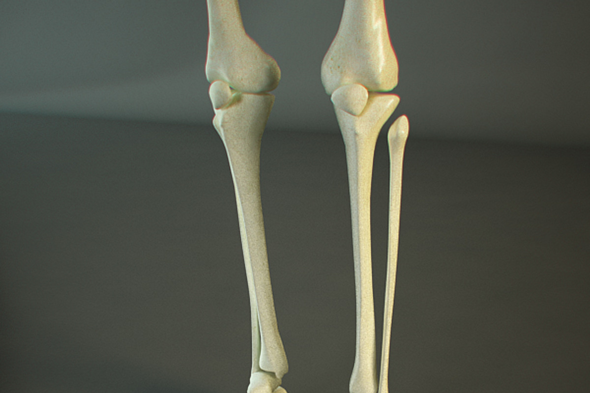 Realistic Skeleton, a Characters & Person 3D Model by VisualCG (Photo 4 of 4)