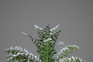 Alsophila Fern Young LOW