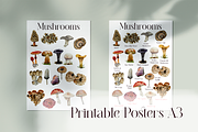 America Mushroom Watercolor Set, an Education Illustration by Tati Bordiu (Thumbnail 2 of 6)