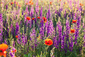 Field of violet lavender flowers, a Nature Photo by Vector Tradition