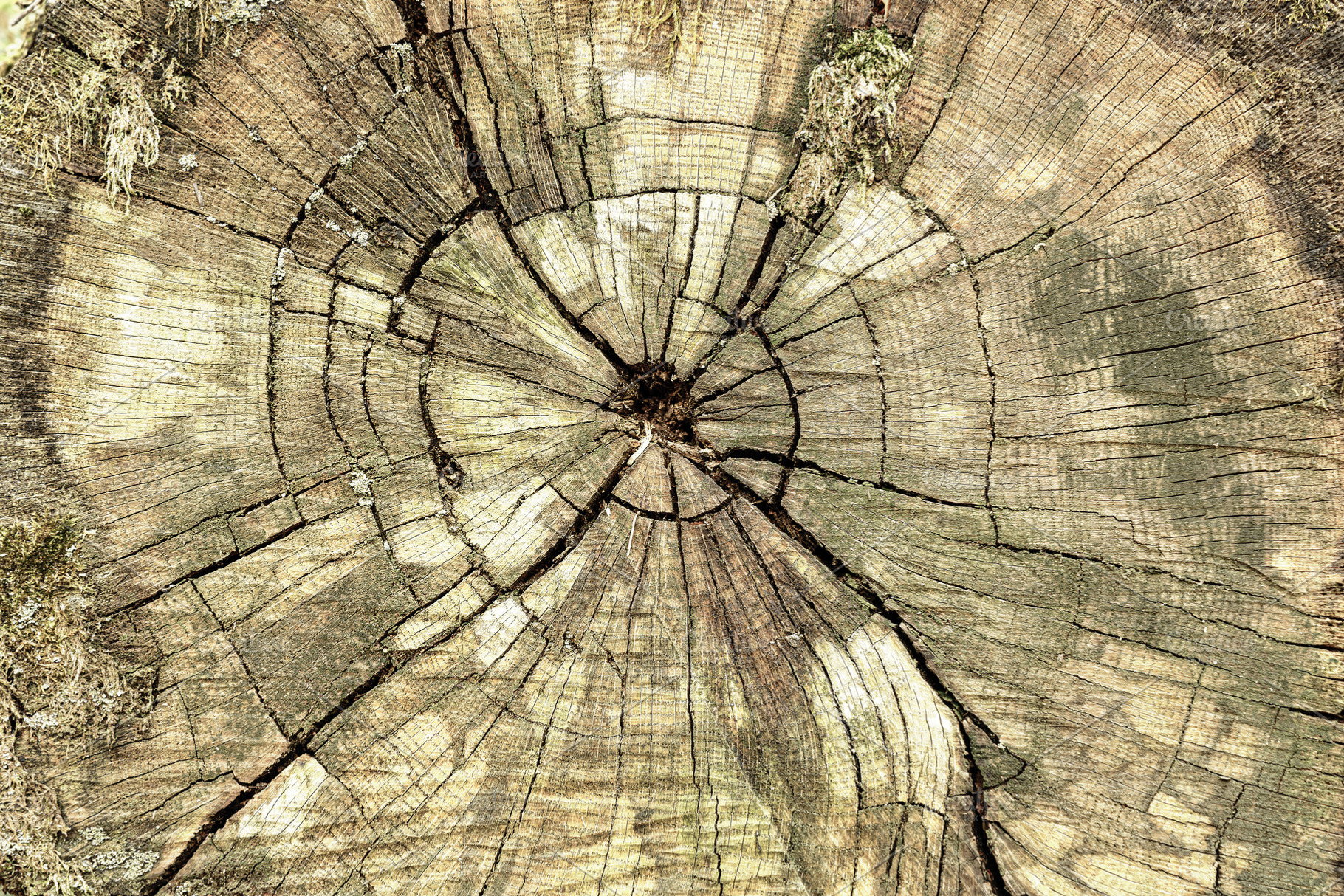 Close up textured detail of a tree stump with growth ring pattern and cracks re, a Nature Photo by Eugene_Photo
