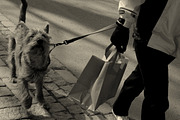 Hurry - Dog with owner