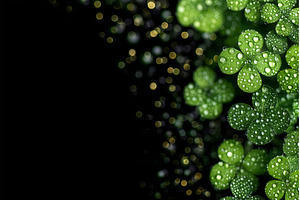 A top view of fresh microgreen with, a Food & Drink Photo by ZinetroN