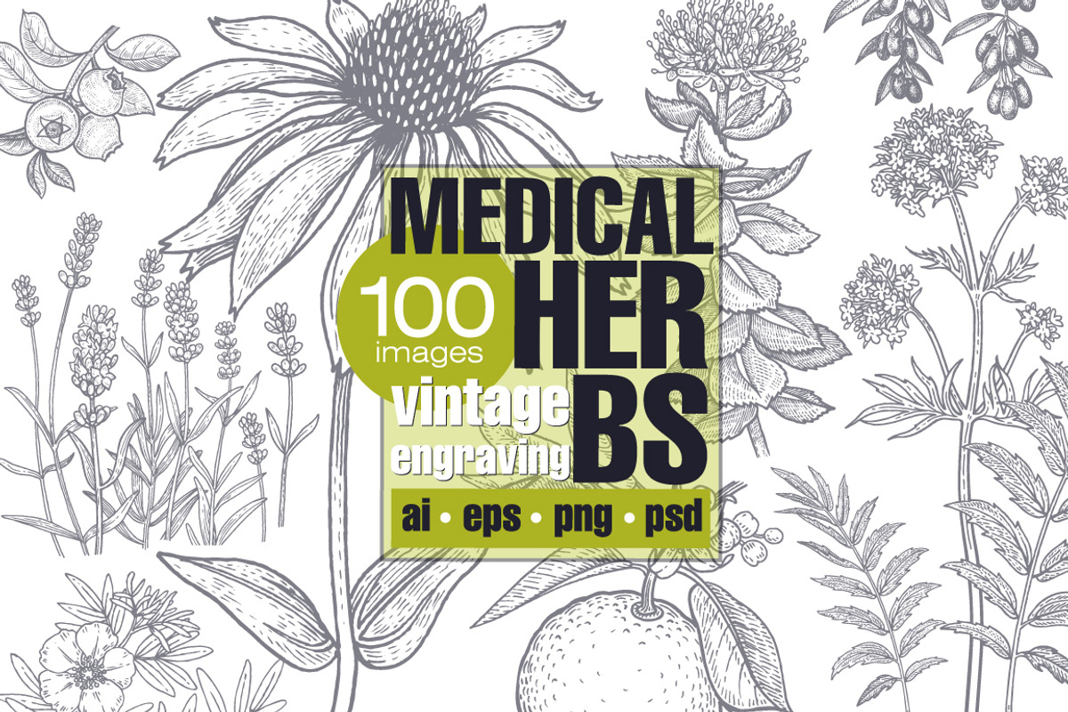 Medical plants. Big set., an Object Graphic by MarinaVorontsova (Photo 1 of 11)