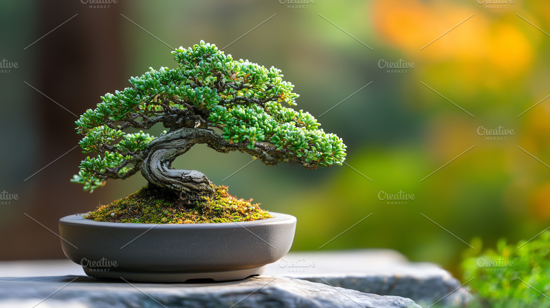 Bonsai tree in a pot, a Nature Photo by MistyDay