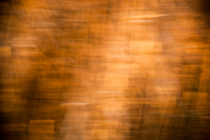 Blurred Brown Nature Background, a Background Photo by THP Creative