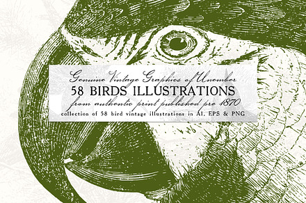 58 Birds Illustrations