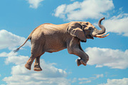 116 Flying animals, an Animal Photo by Handmadefont (Thumbnail 56 of 119)