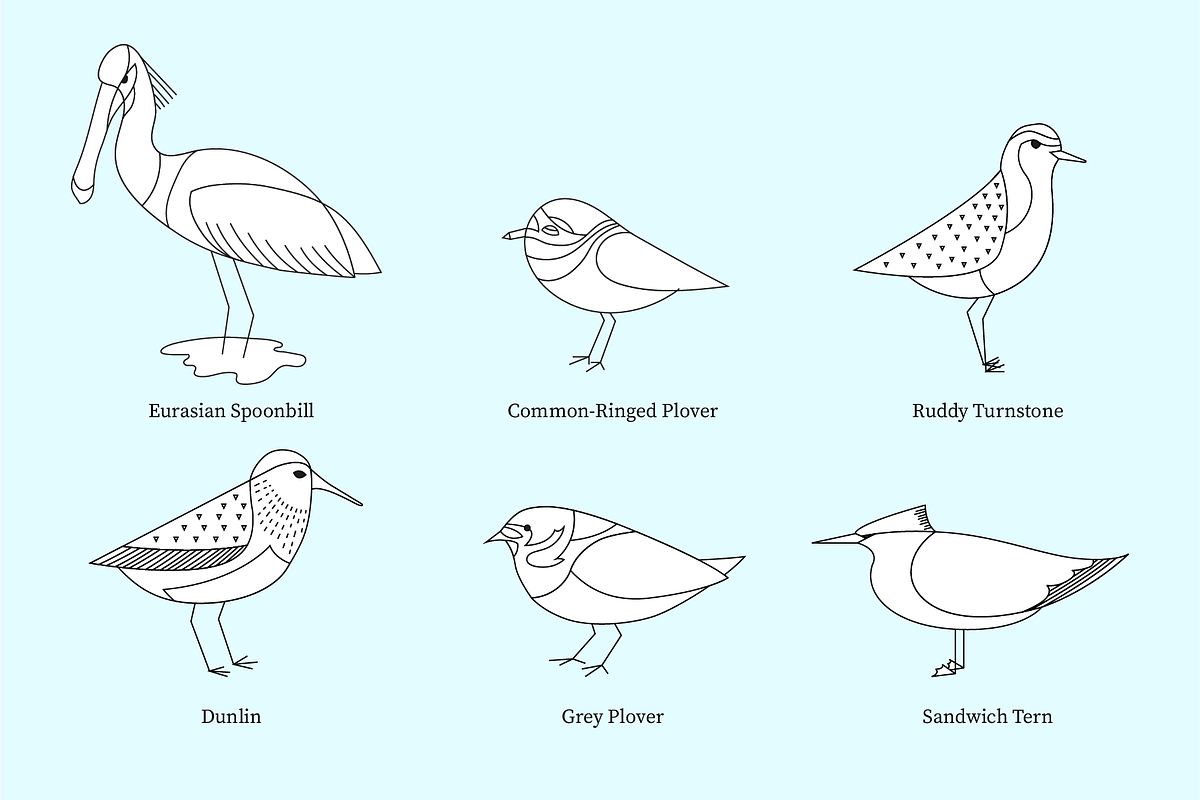 European Coastal Birds, an Illustration by Goodputty (Photo 2 of 4)
