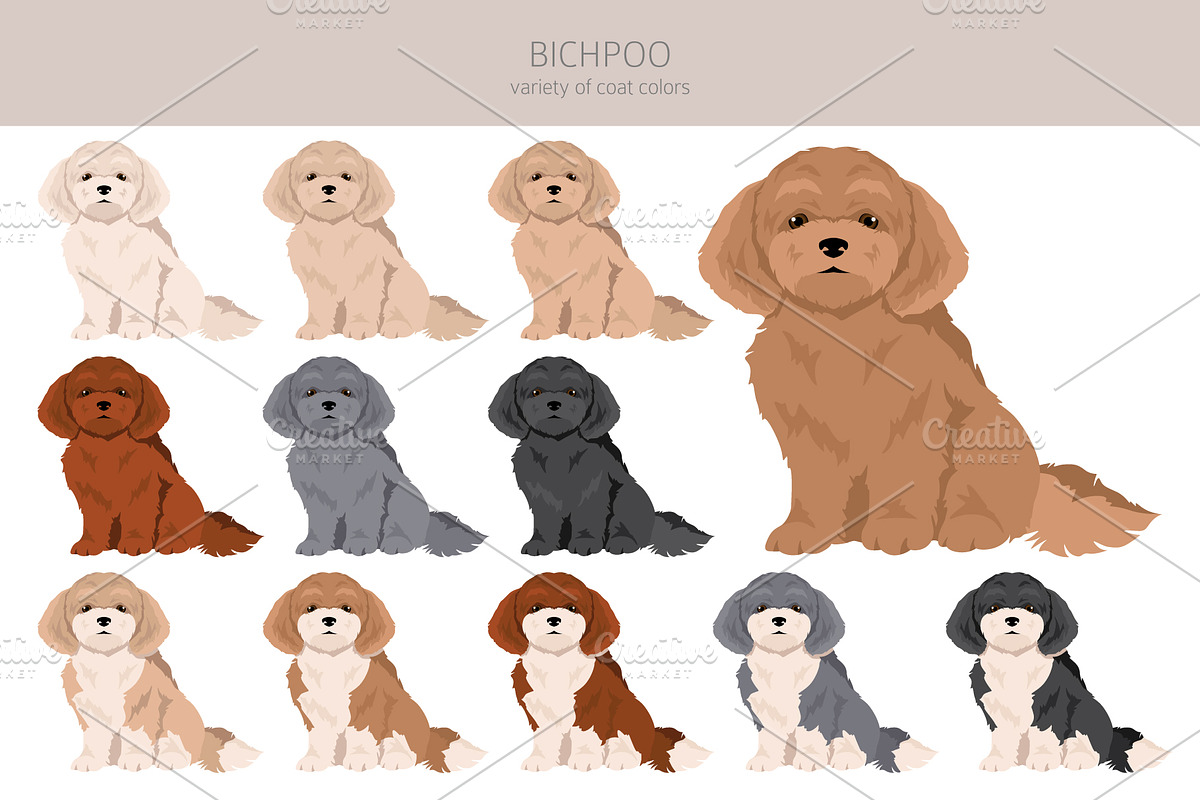 Bichpoo (Bichon Frise Poodle mix), an Animal Illustration by pet design shop (Photo 2 of 6)