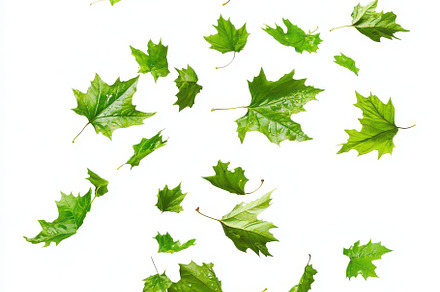 Green leaves falling on white backgr, an Abstract Photo by Pixeness
