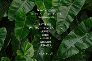 Tropical Collection Watercolor