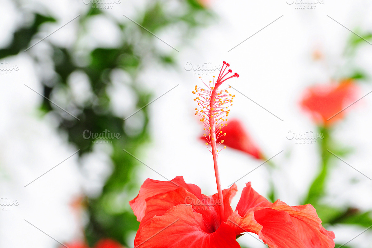 Red Floral Decor - Hibiscus Wall Art, a Nature Photo by VietArtworks (Photo 6 of 6)