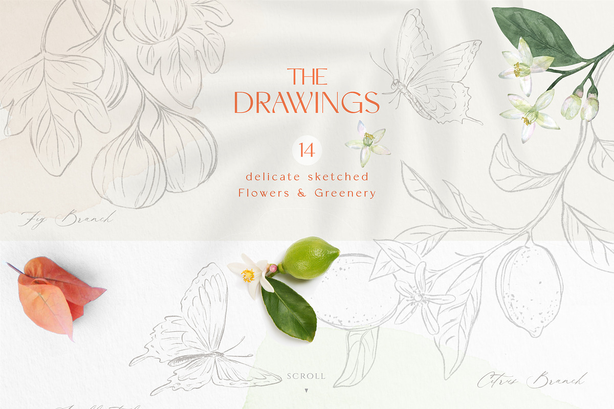 pressed-delicate-wild-meadow, a Decorative Illustration by beehouse studio (Photo 7 of 12)
