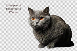British Shorthair cat, an Animal Photo by VetalStock