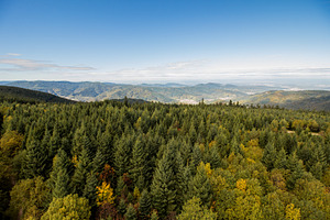 forest mountain landscape