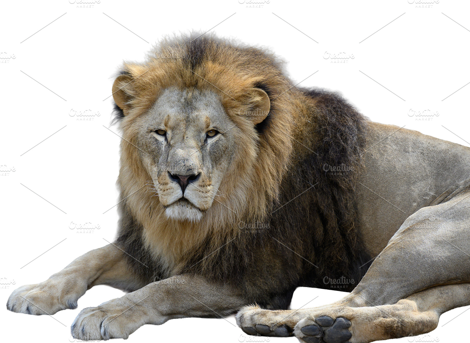 An adult lion with a thick mane lies down and looks straight at, an Animal Photo by ndanko