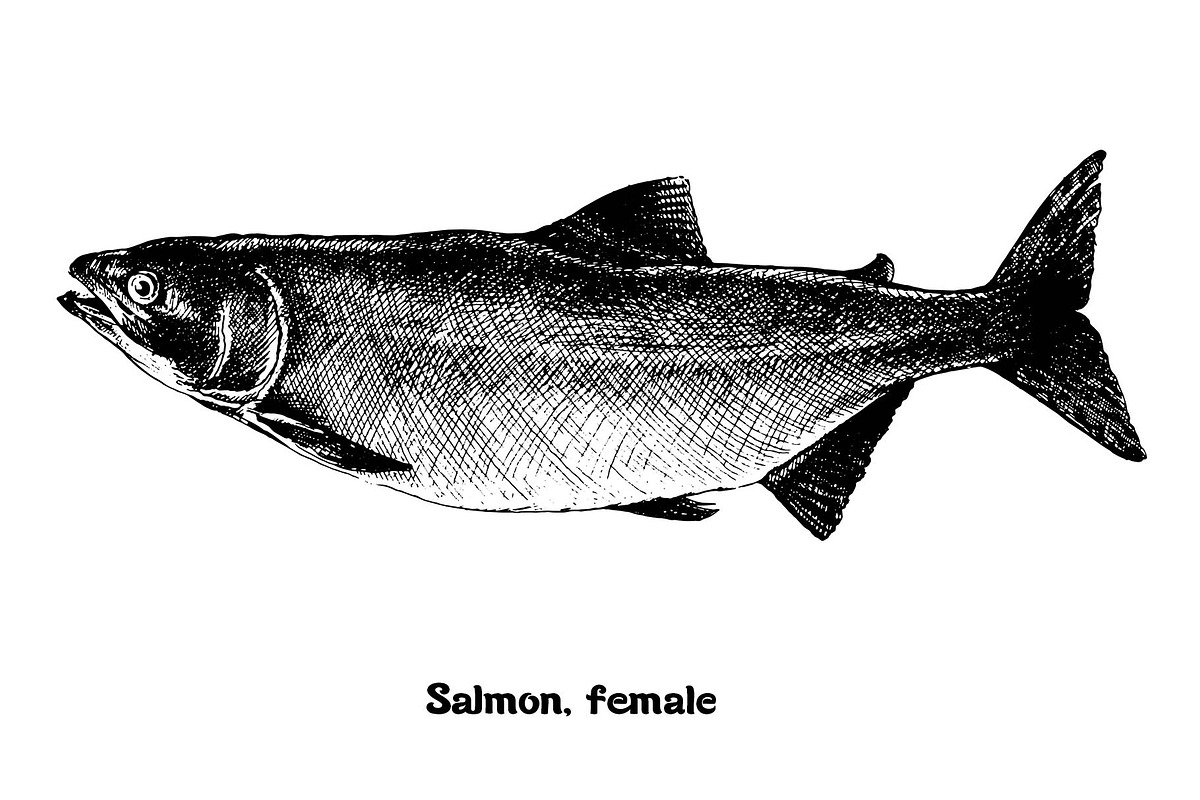 Fish collection, part 1, a Food Illustration by ZotovShop (Photo 6 of 14)