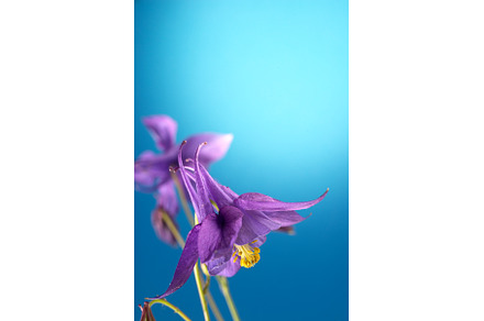 Floral wallpaper with aquilegia, a Nature Photo by JeanBet