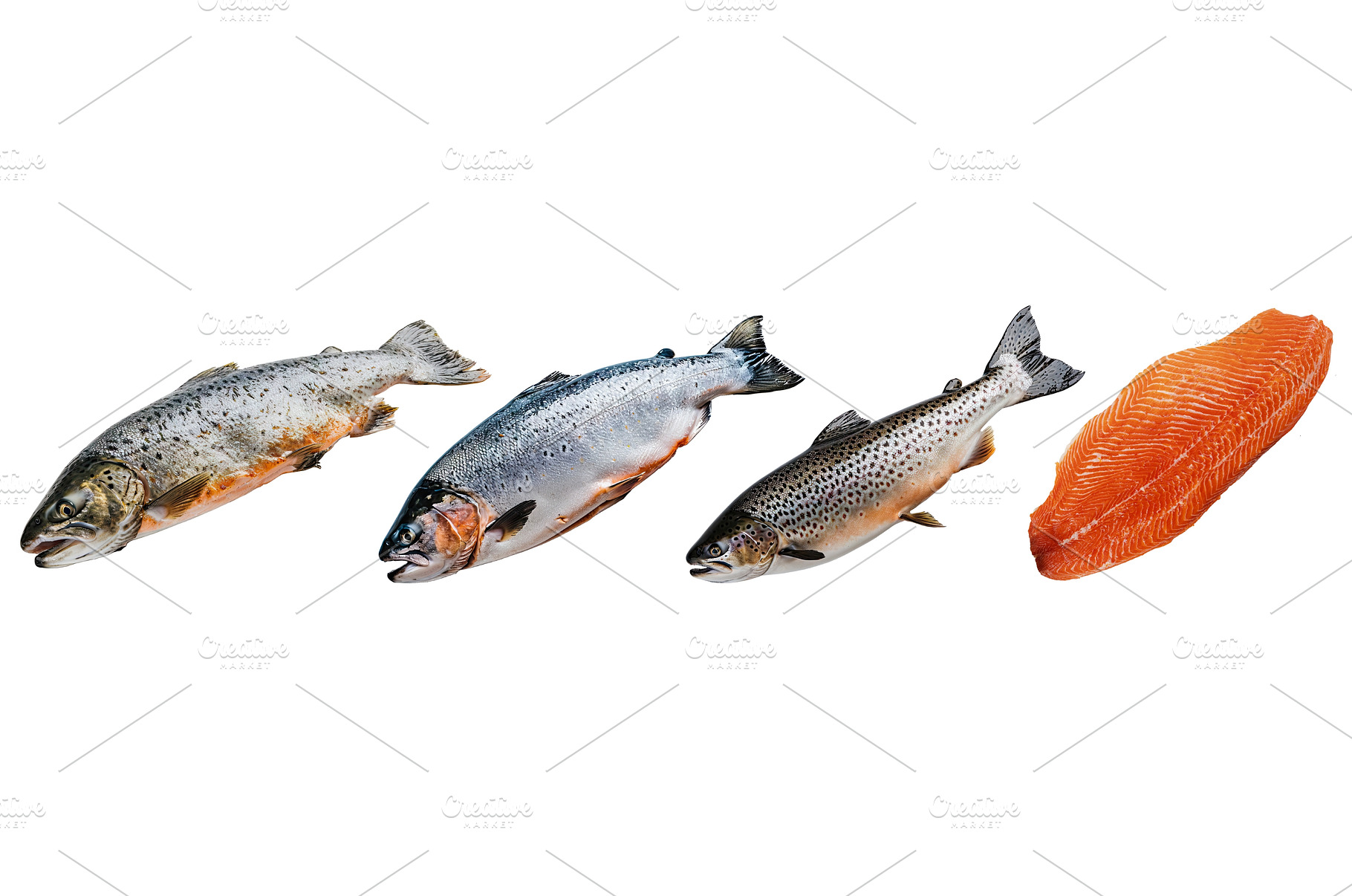 Whole fresh trout and salmon, a Food & Drink Photo by piter.goskov
