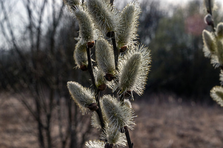 Blooming willow branches in spring, a Nature Photo by Schreibikus