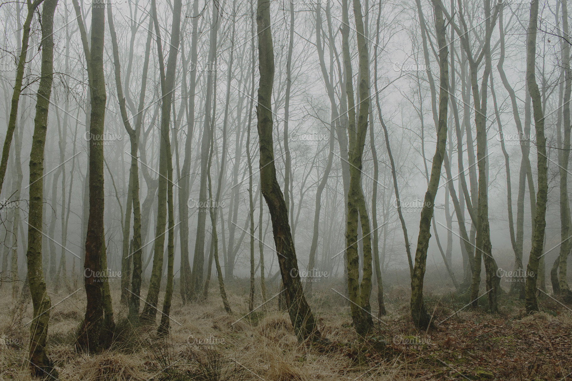 Moody Atmospheric Winter Forest Art, a Nature Photo by René Jordaan Photography