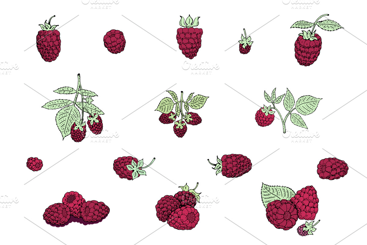 Raspberry Vector Collection, a Food Illustration by Lubov Illustrations Shop (Photo 4 of 5)