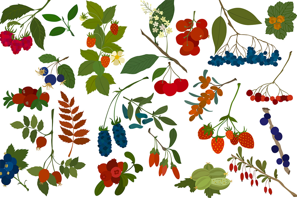 Vector berries, an Illustration by risovanya (Photo 3 of 9)