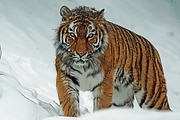 The Digital Art Collection, an Action Add-On by Dene Studios (Thumbnail 14 of 34)