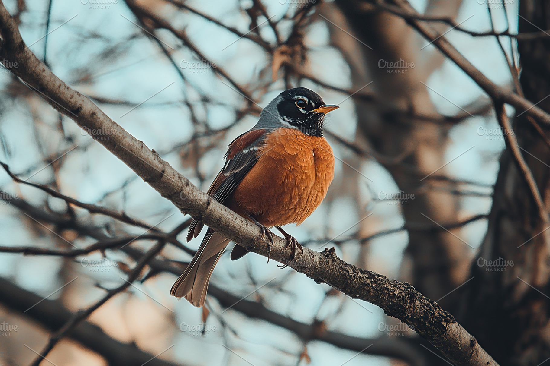 Beautiful small robin bird on a tree branch, an Animal Photo by AlyaAnd