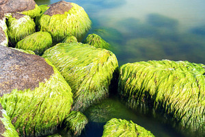 Mossy seashore stones, a Nature Photo by BOOCYS
