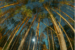 Looking Up at Tall Pine Trees and, a Nature Photo by Our Amazing World